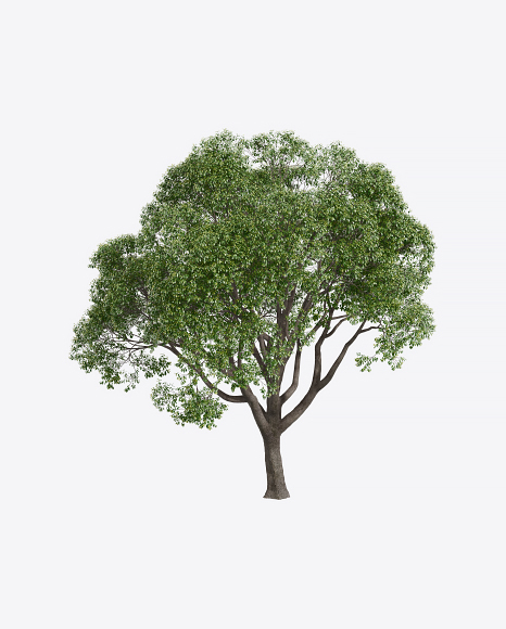 Laurel Tree