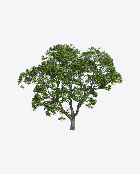 Chestnut Tree