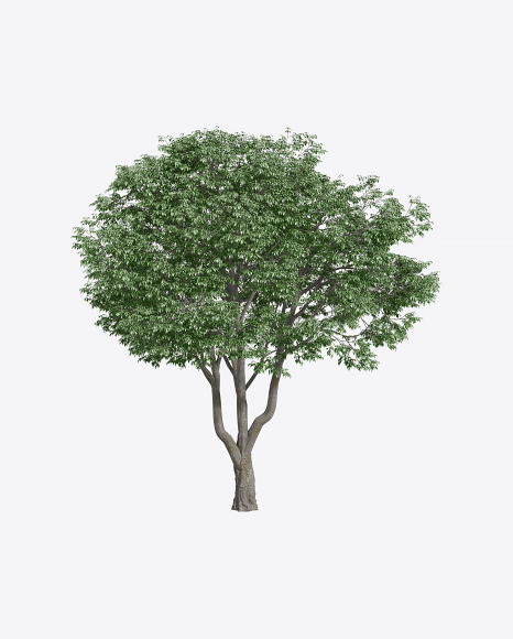 Hackberry Tree