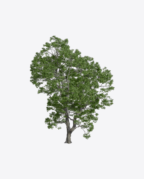 Chestnut Tree