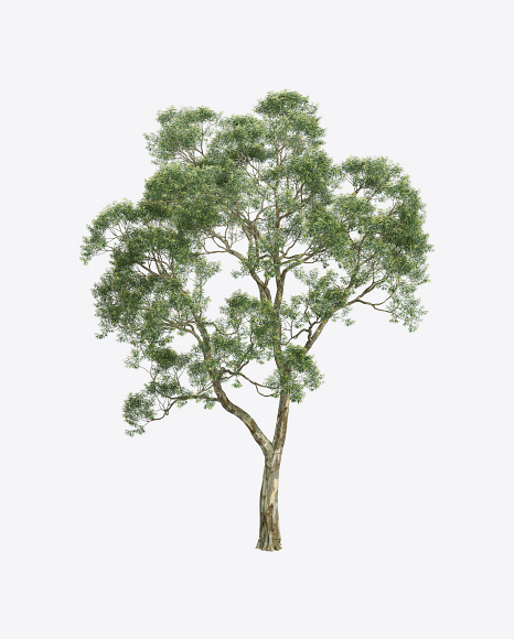 Eucalyptus Tree