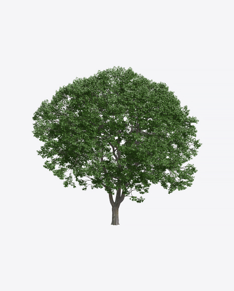 Hackberry Tree