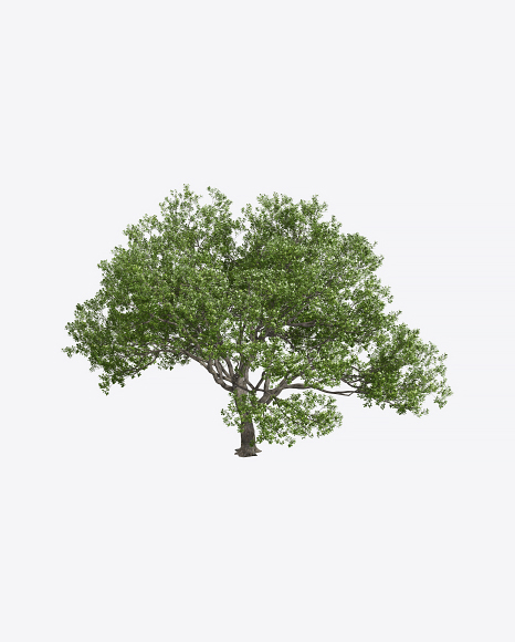 Oak Tree