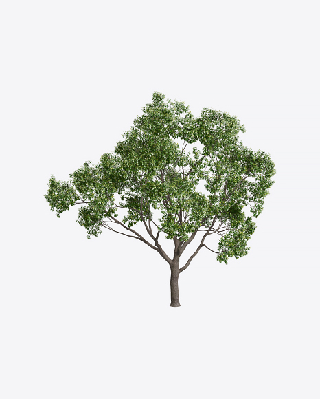 Laurel Tree