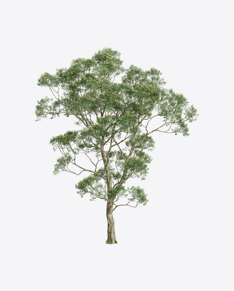Eucalyptus Tree