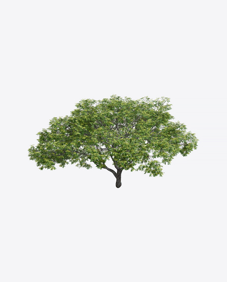 Acacia Tree