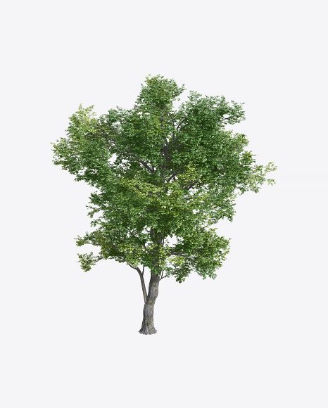 Elm Tree