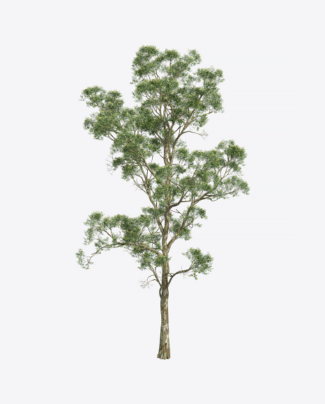 Eucalyptus Tree