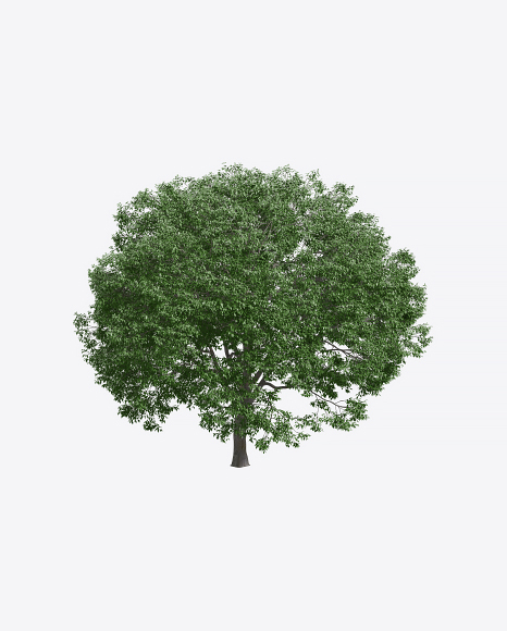 Hackberry Tree
