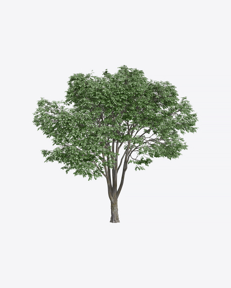 Hackberry Tree