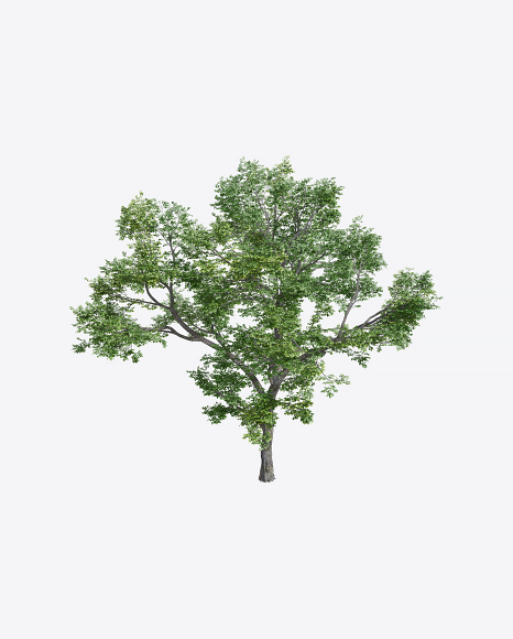 Elm Tree