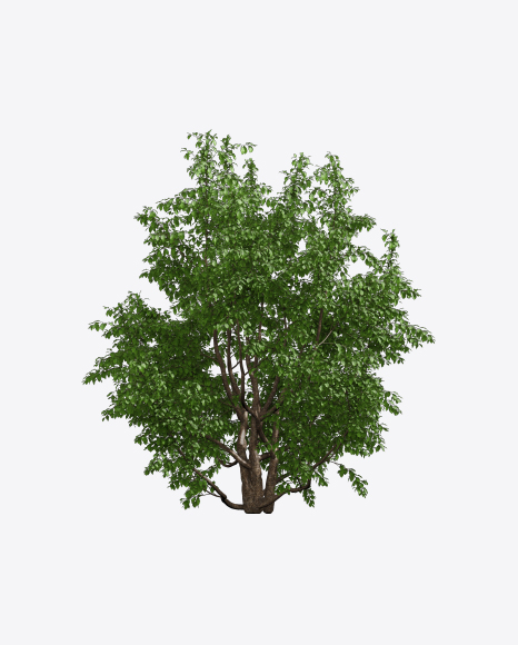 Parrotia Tree