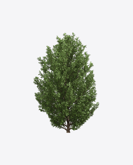 European Hornbeam Tree