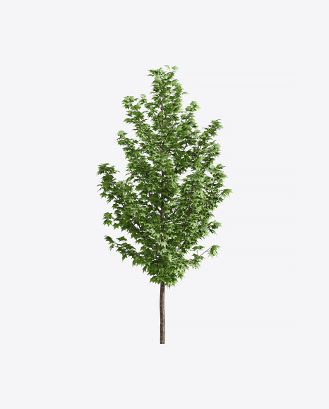 Maple Tree