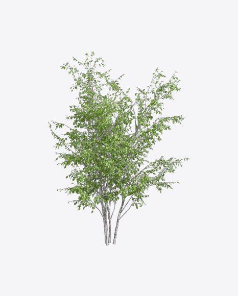 Birch Trees