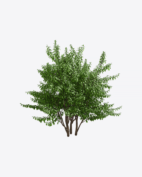 Parrotia Tree