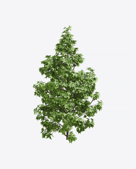 Liquidambar Tree