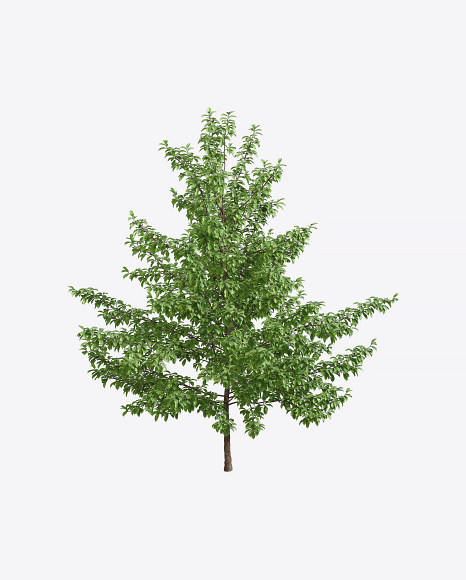 Tupelo Tree