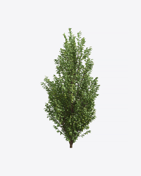 European Hornbeam Tree