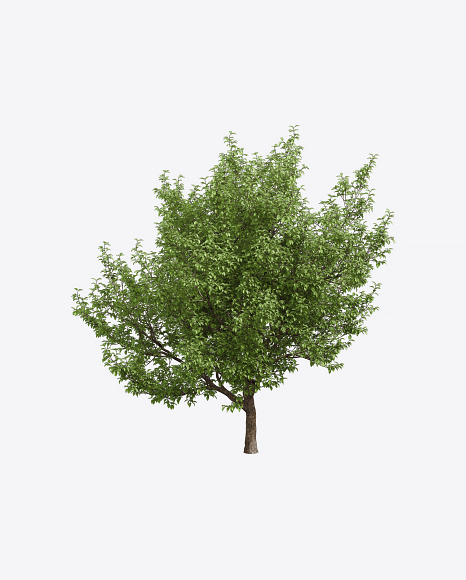 Apple Tree