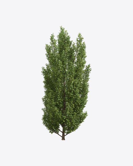 European Hornbeam Tree