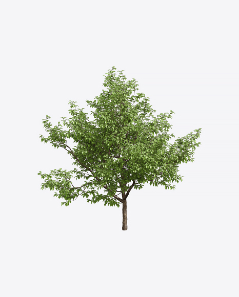 Apple Tree