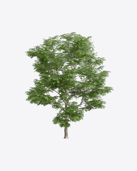Ash Tree