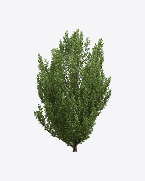 European Hornbeam Tree
