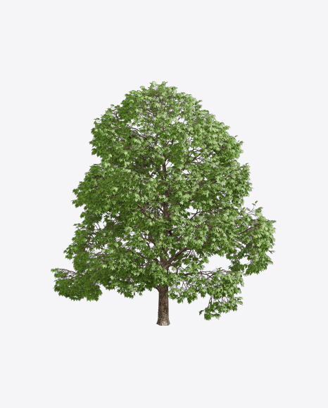 Maple Tree