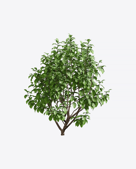 Parrotia Tree
