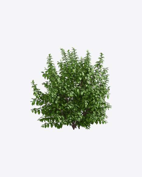 Parrotia Tree