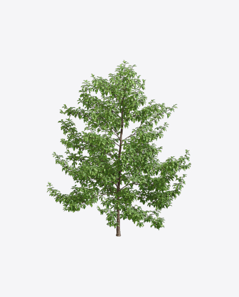 Tupelo Tree