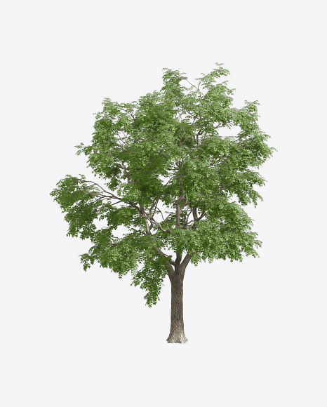 Ash Tree