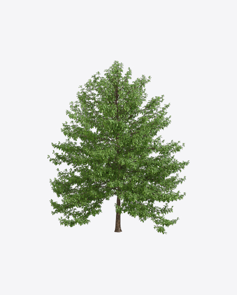 Tupelo Tree