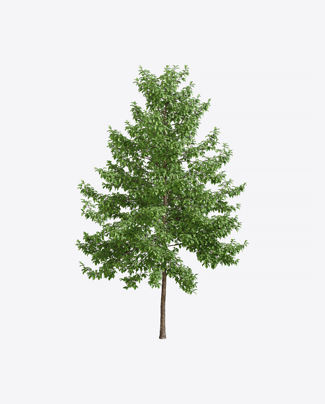 Tupelo Tree