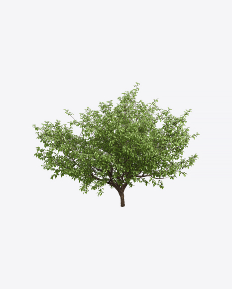 Apple Tree