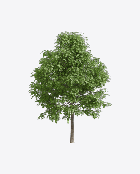 Ash Tree