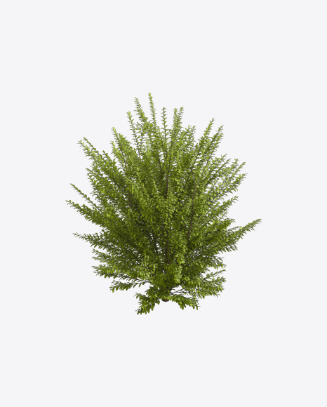 Privet Plant