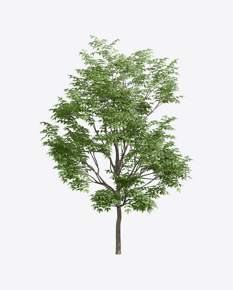 Ash Tree