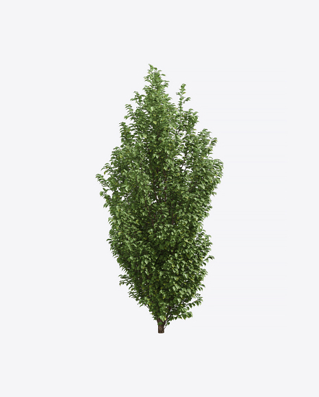 European Hornbeam Tree