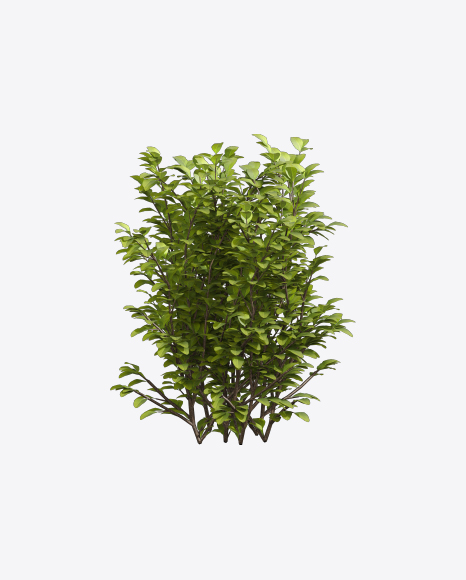 Privet Plant