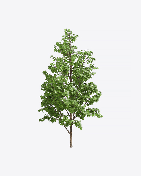 Liquidambar Tree