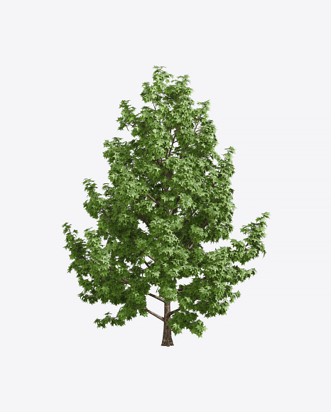 Liquidambar Tree
