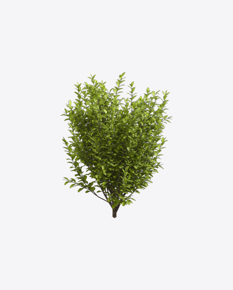 Privet Plant