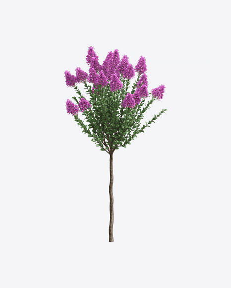 Crepe Myrtle Tree