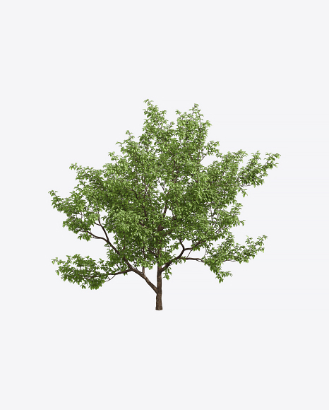 Apple Tree