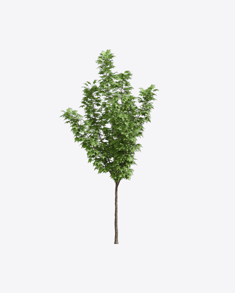 Maple Tree