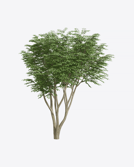 Caragana Tree