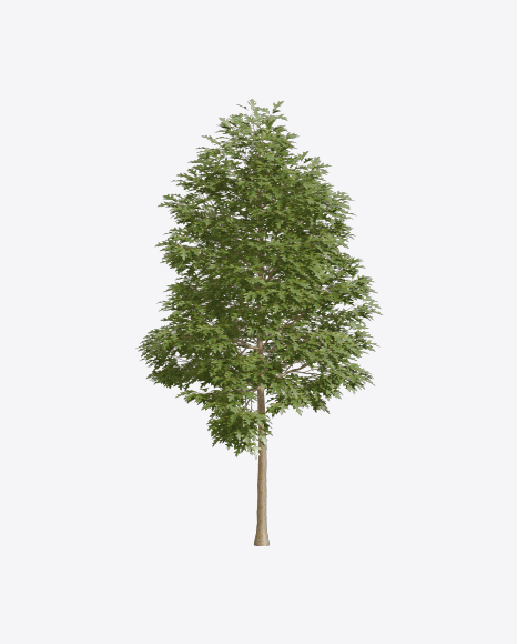 Swamp White Oak Tree