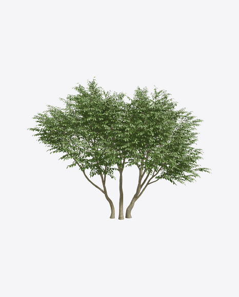 Caragana Tree